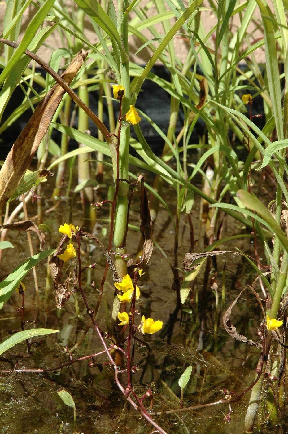 Bublinatka U. vulgaris