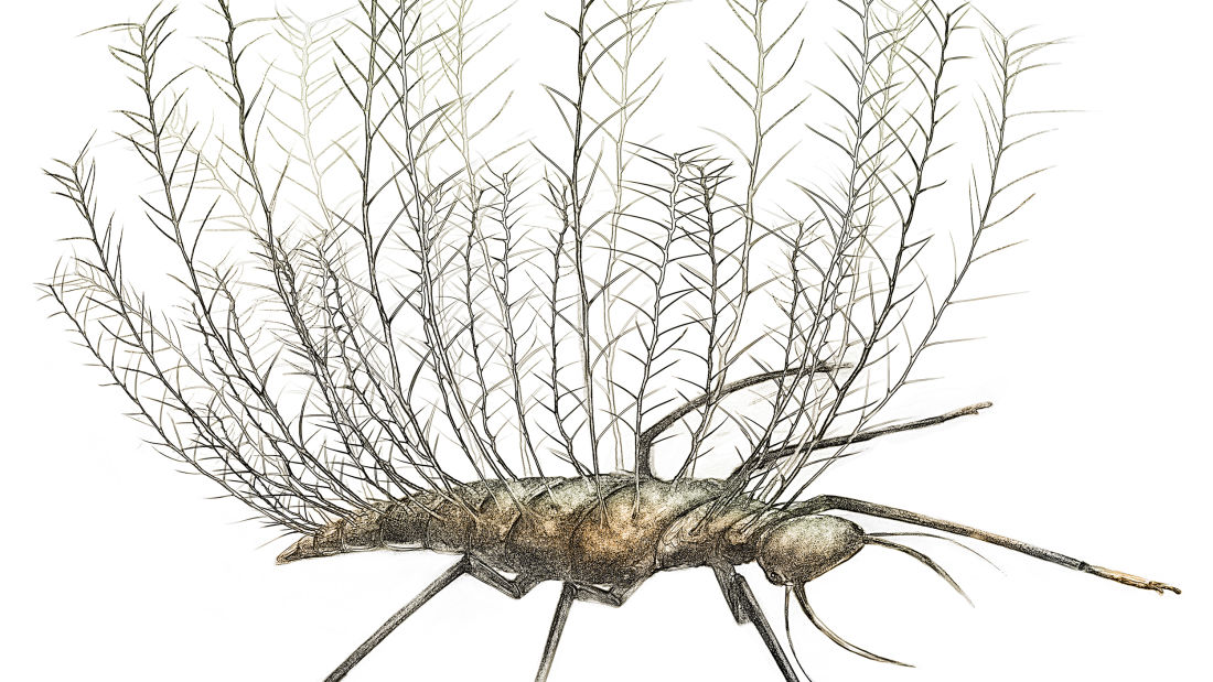 Larva pravěké zlatoočky