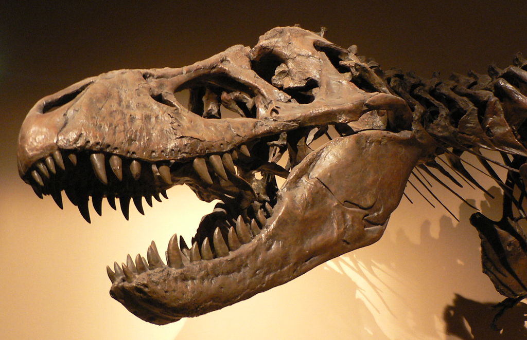 T. rex