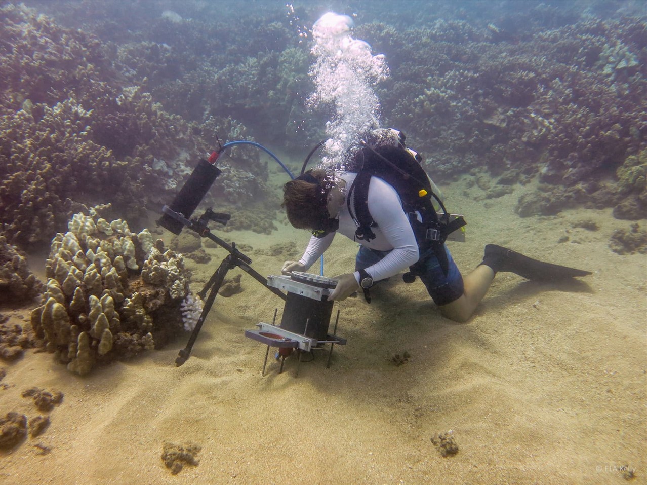 Benthic Underwater Microscope