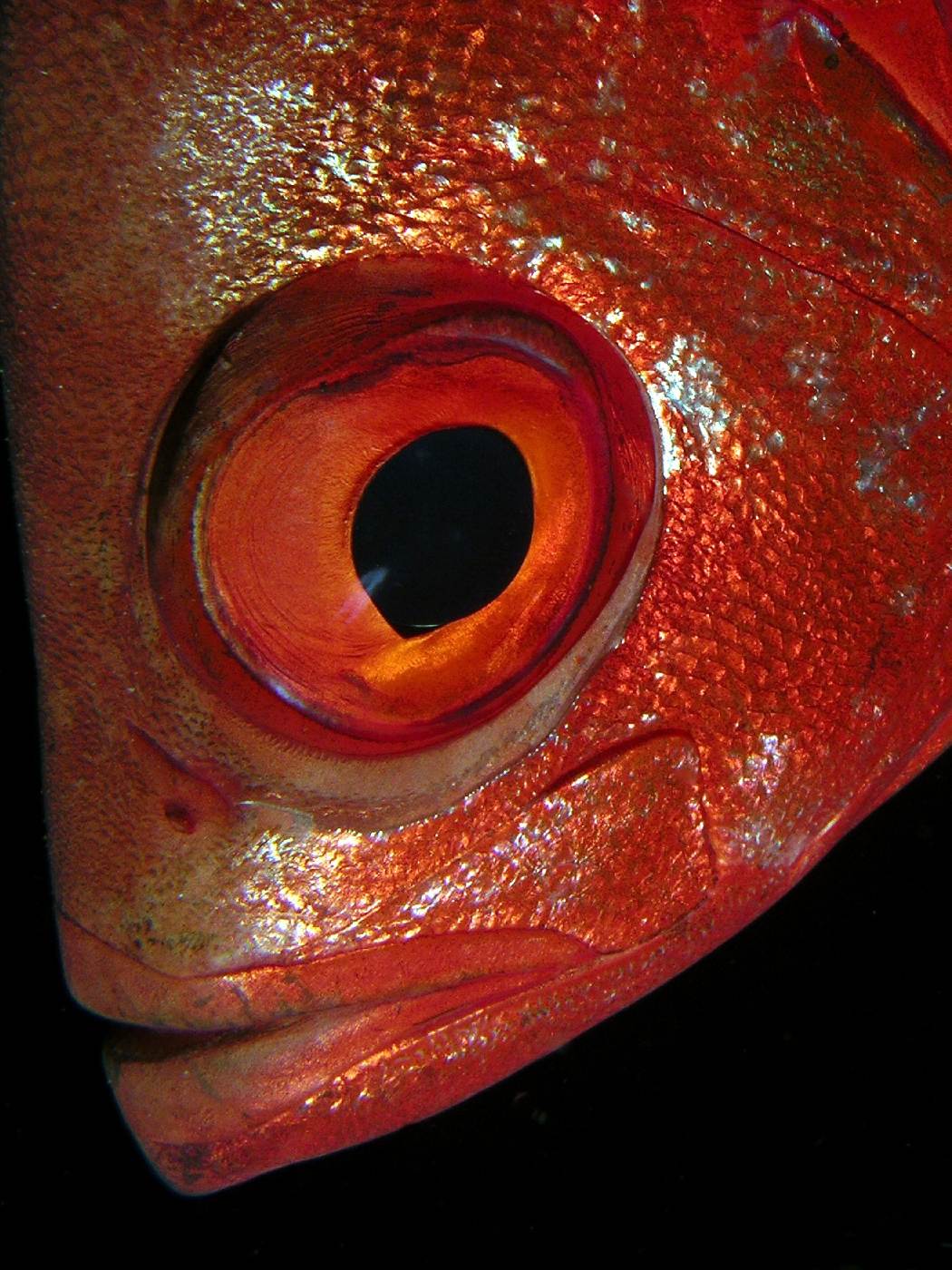 Očař Priacanthus hamrur