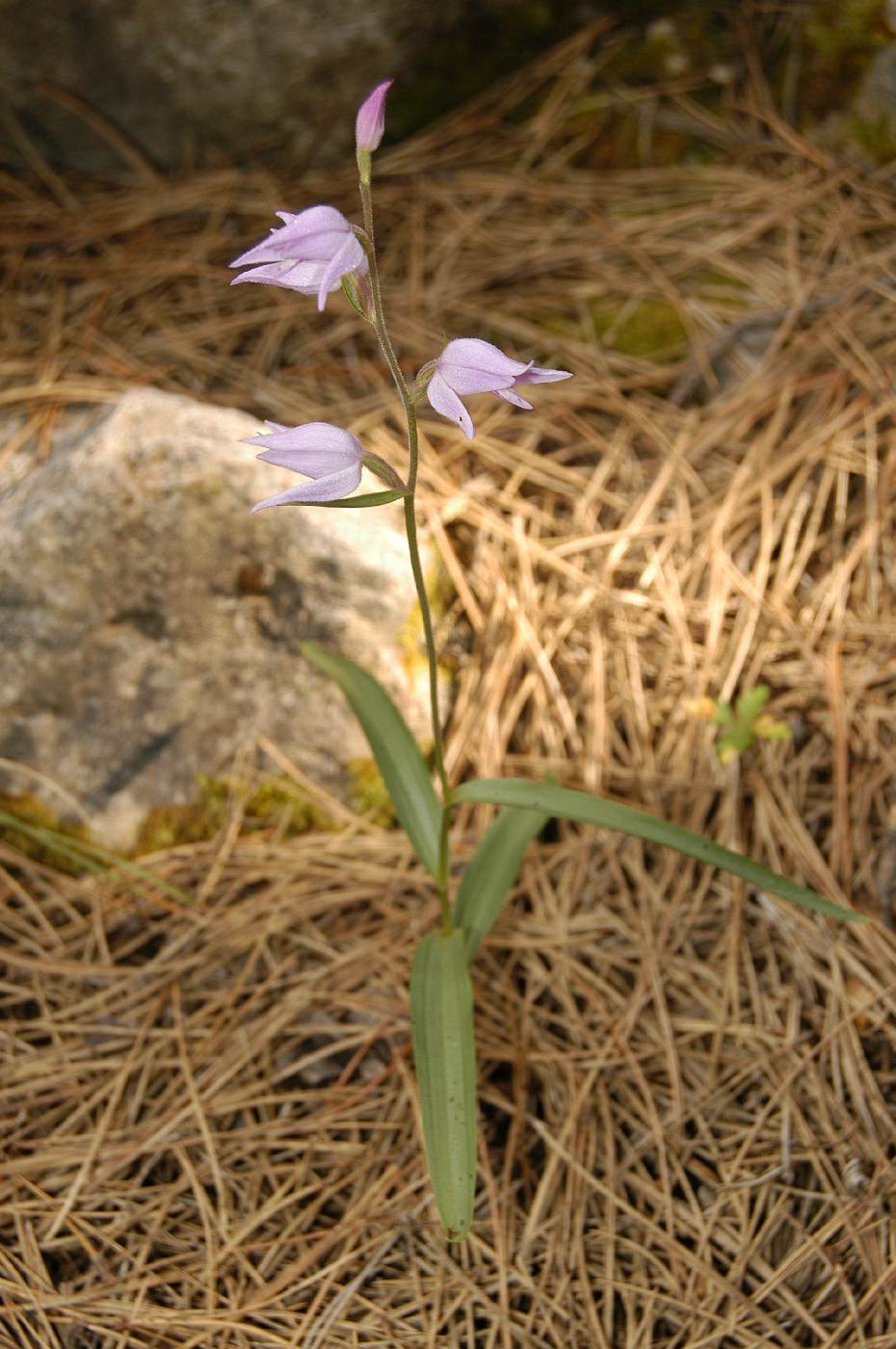 Albánská orchidej