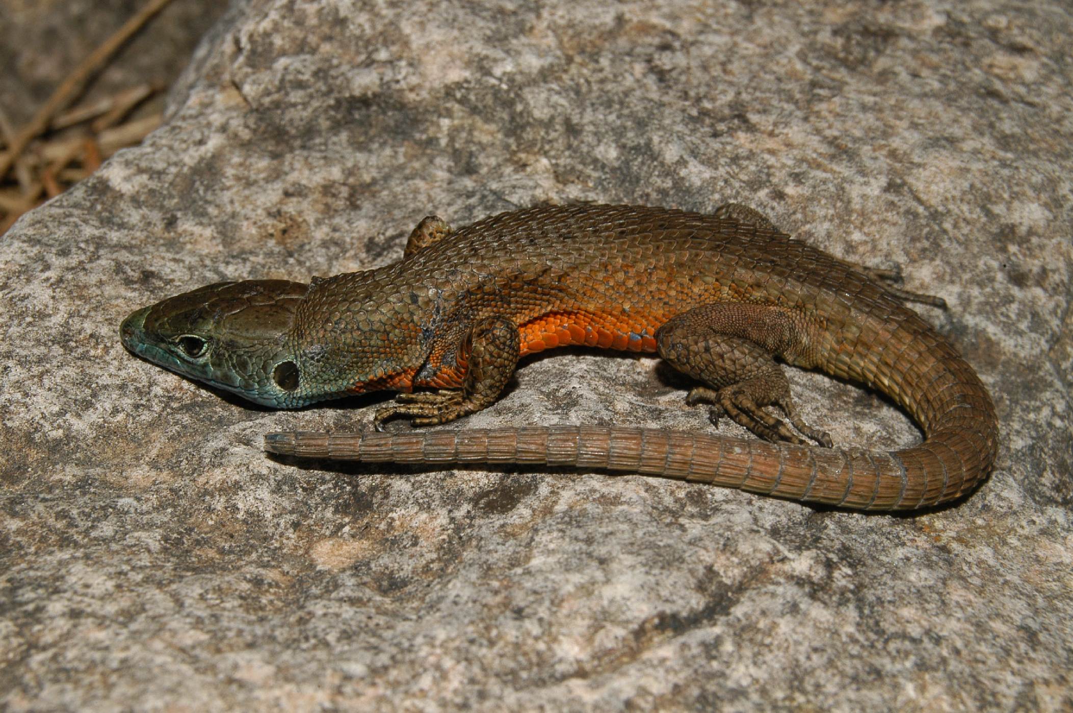 Další zástupce Lacertidae