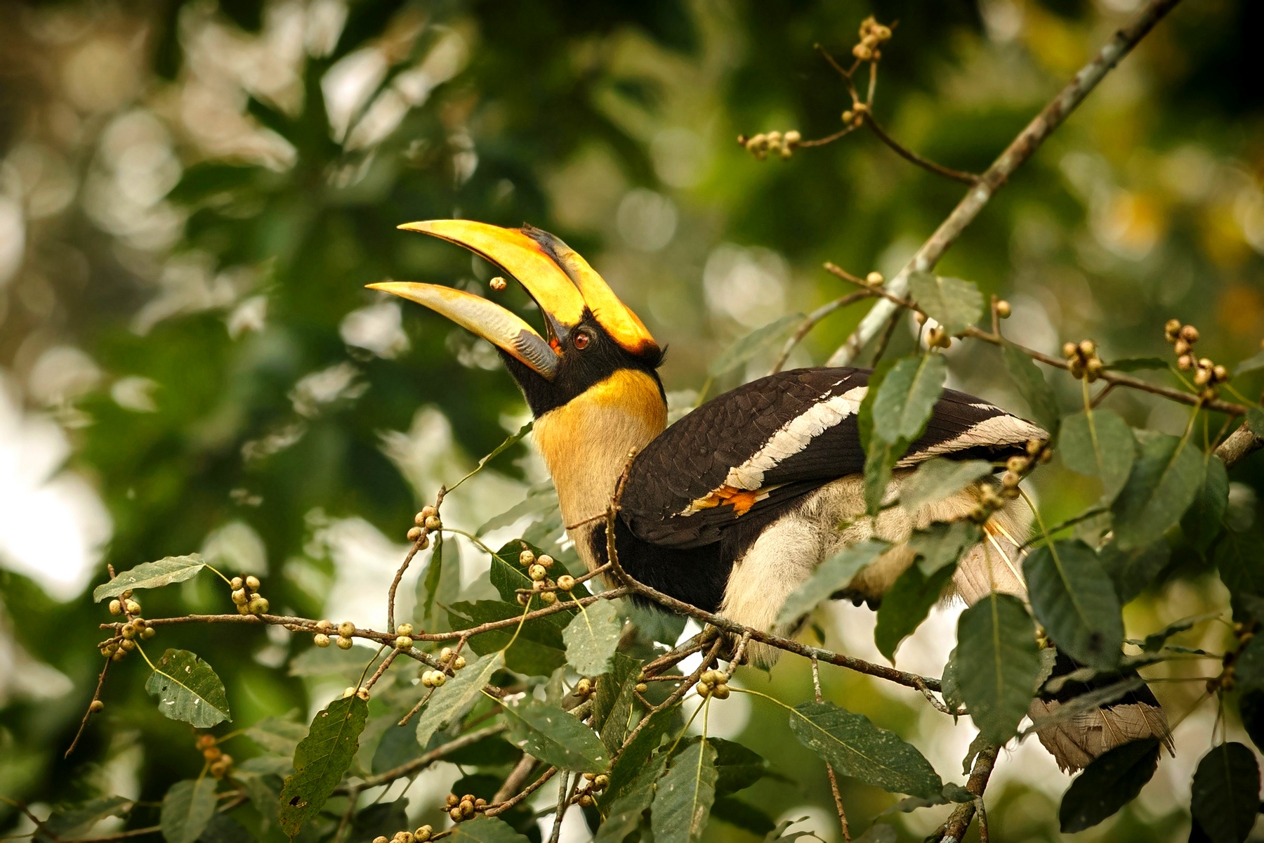 Národní park Kaziranga