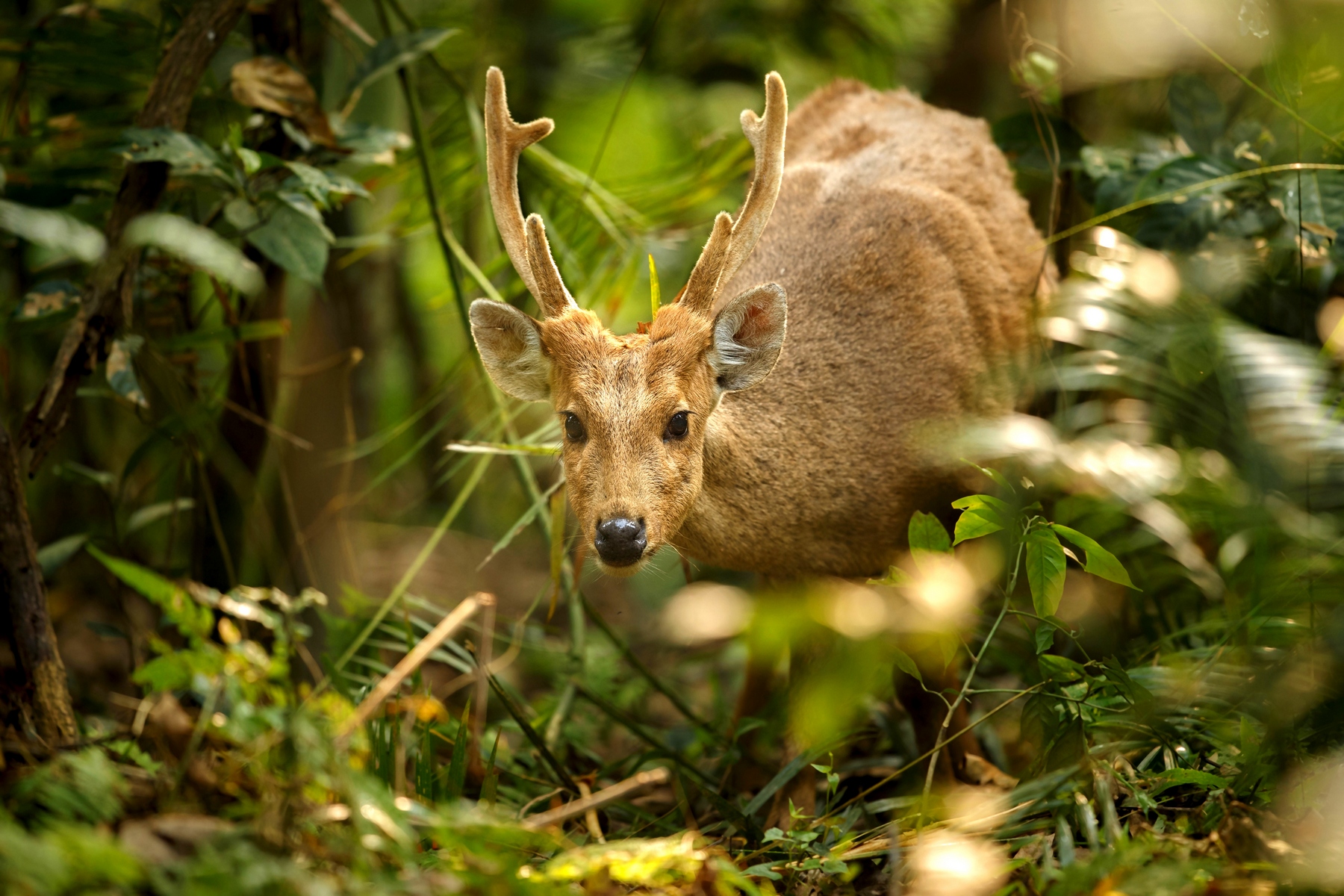 Národní park Kaziranga