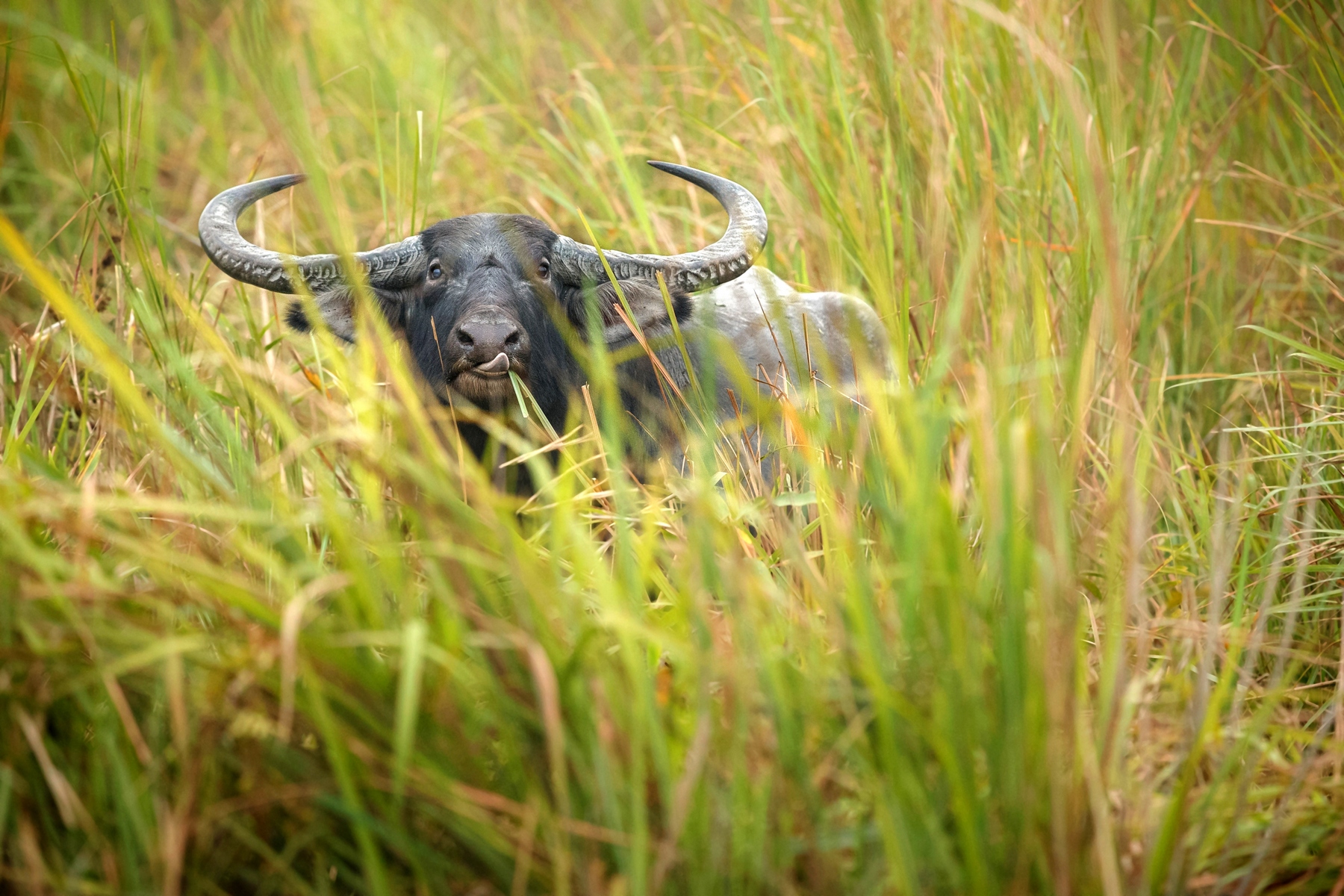 Národní park Kaziranga
