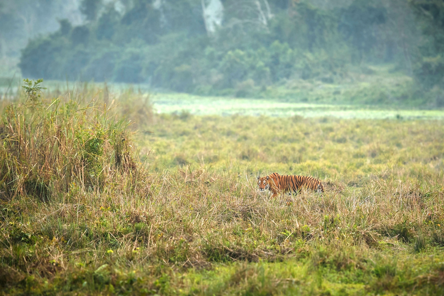 Národní park Kaziranga