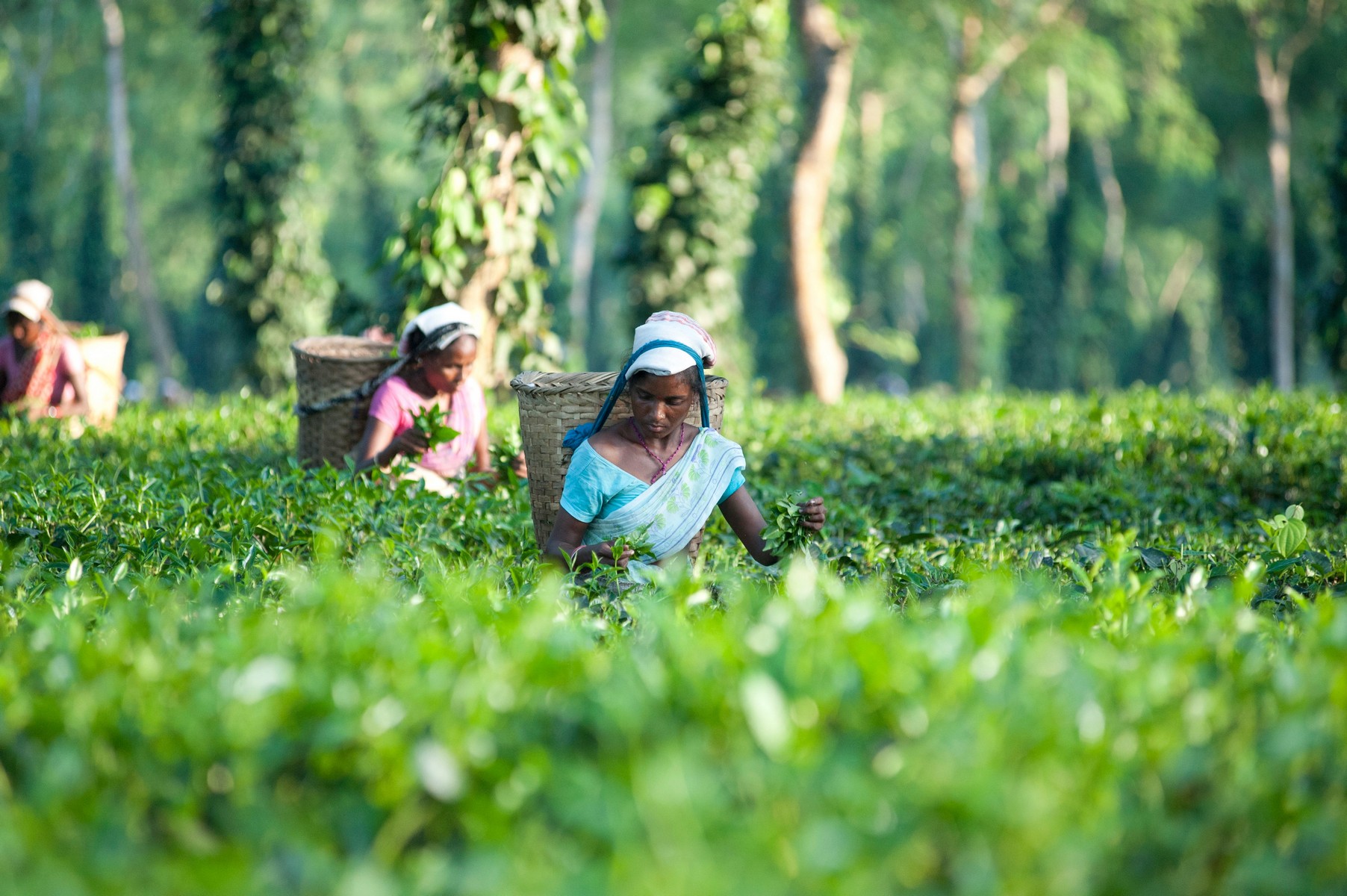 Národní park Kaziranga