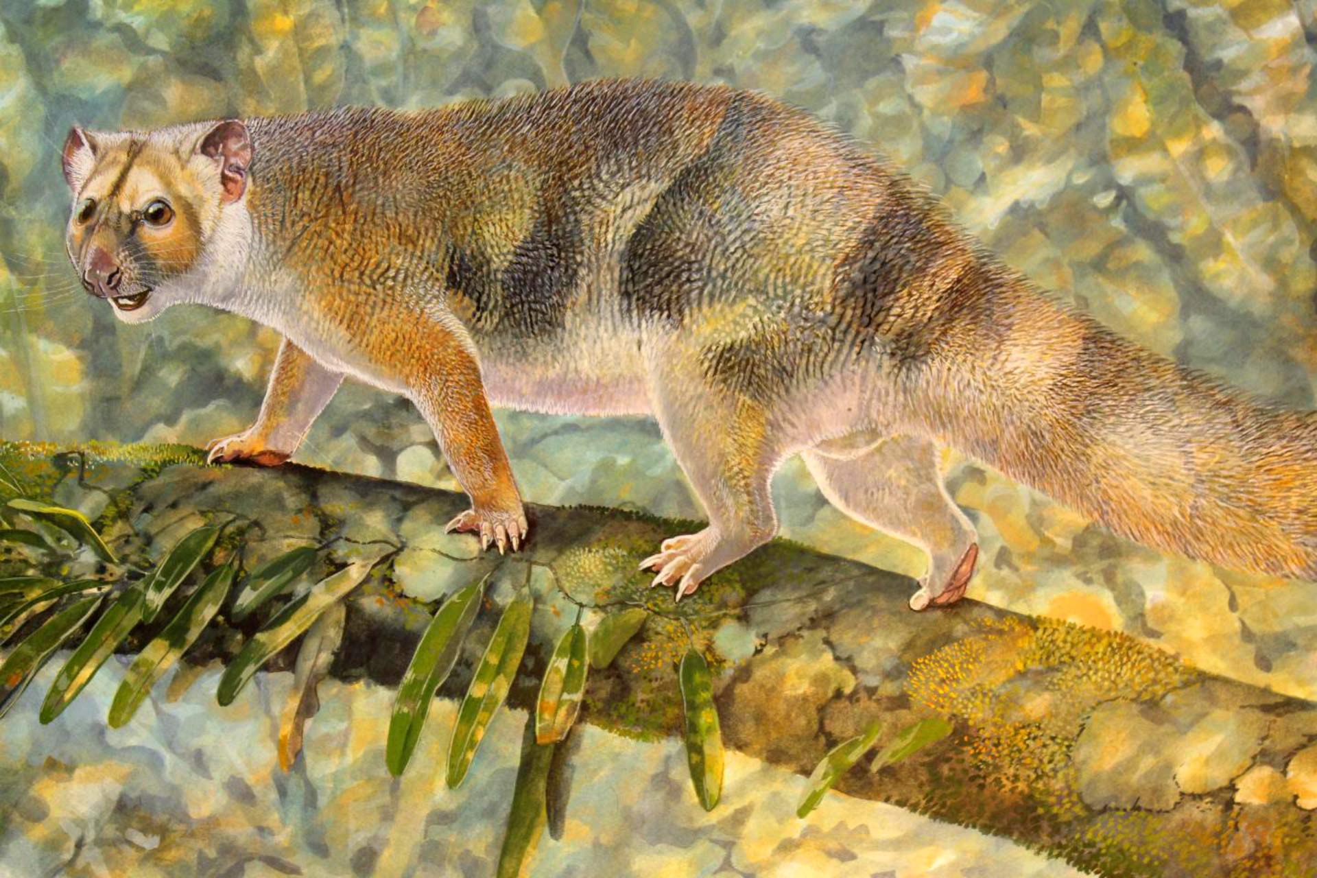 Microleo