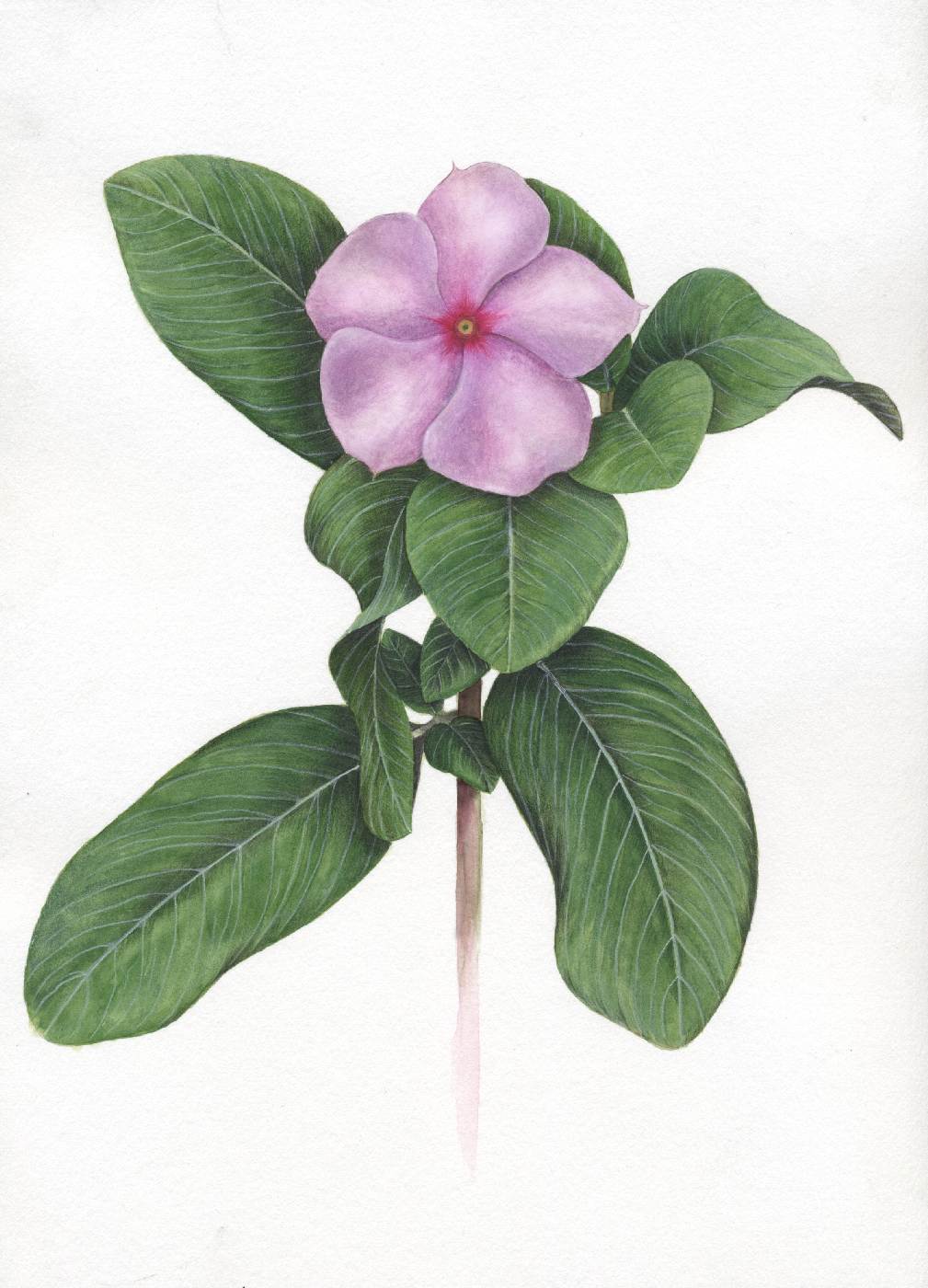 Barvínkovec růžový (katarant růžový, Catharanthus roseus)