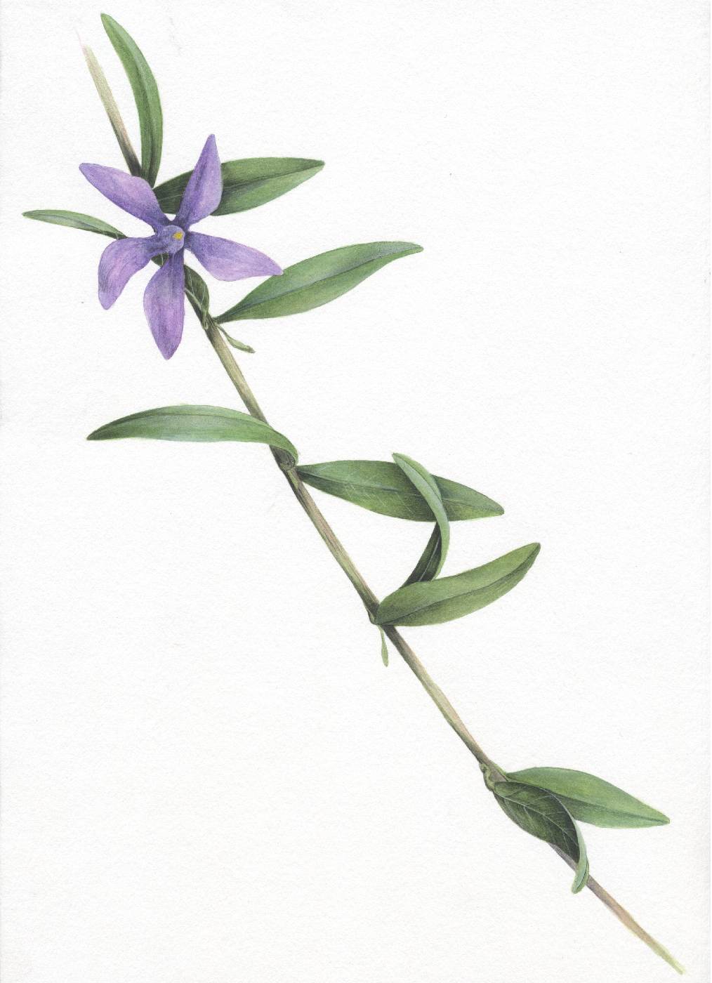 Barvínek bylinný (Vinca herbacea)