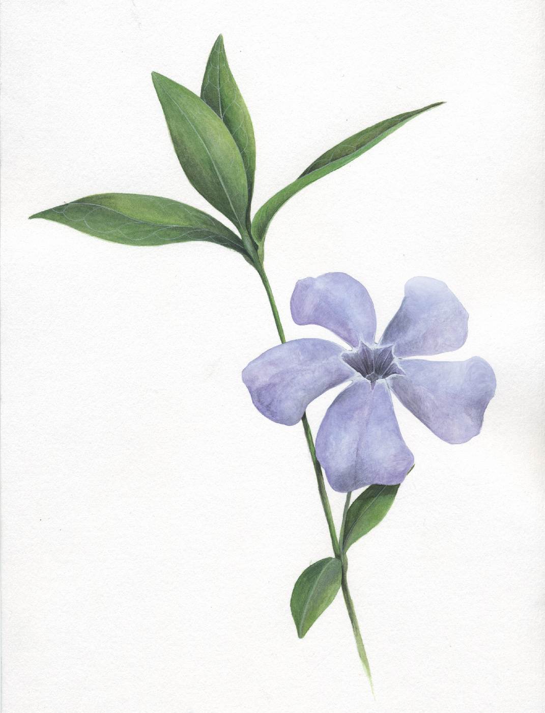 Barvínek menší (Vinca minor)