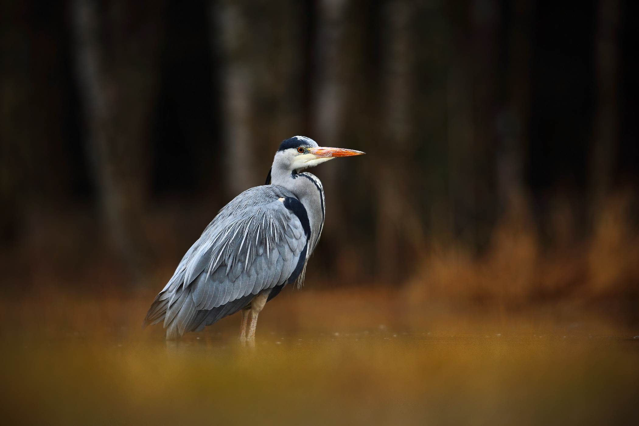 Volavka popelavá (Ardea cinerea)