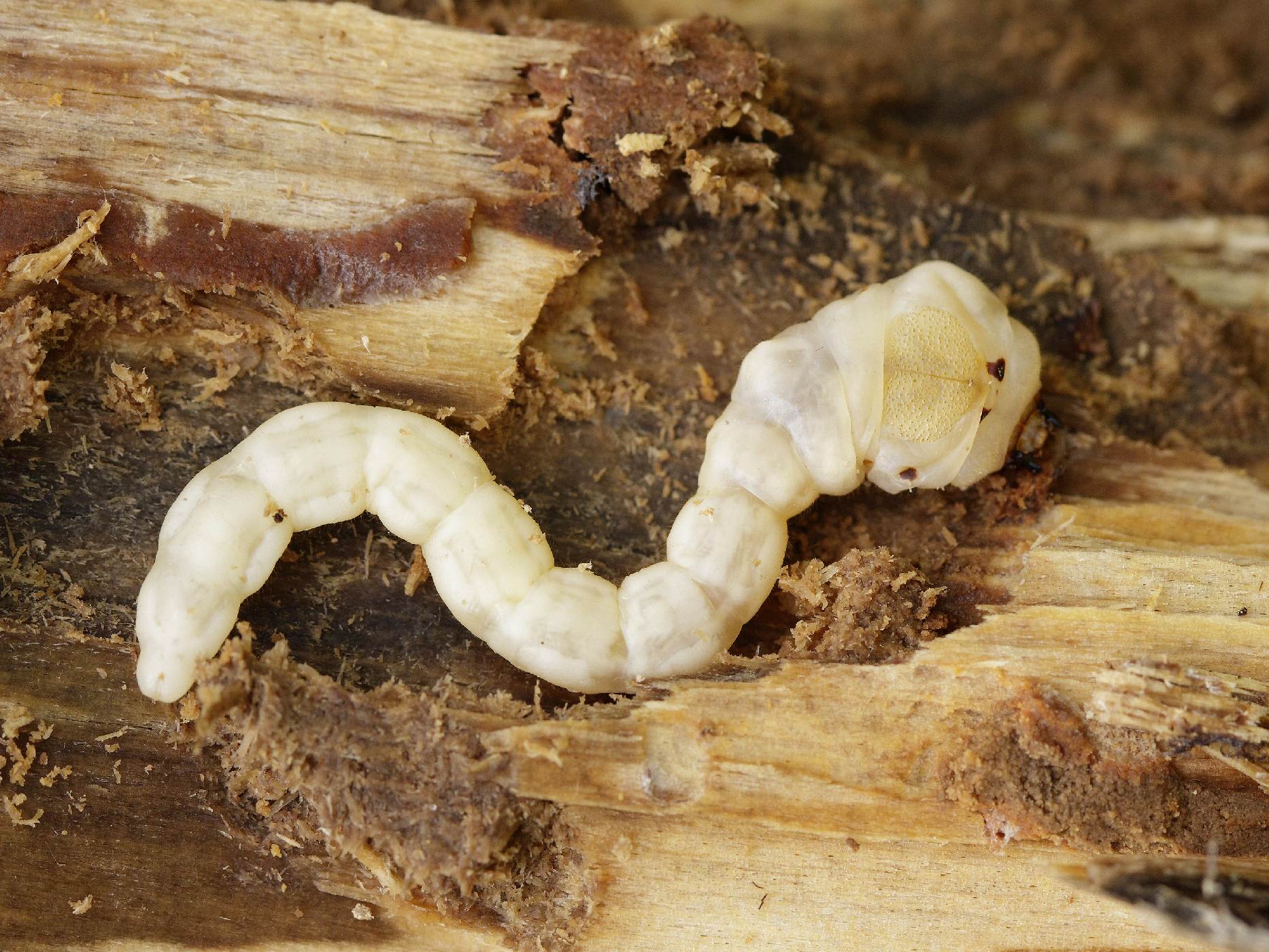 Krasec měďák (Chalcopora mariana)