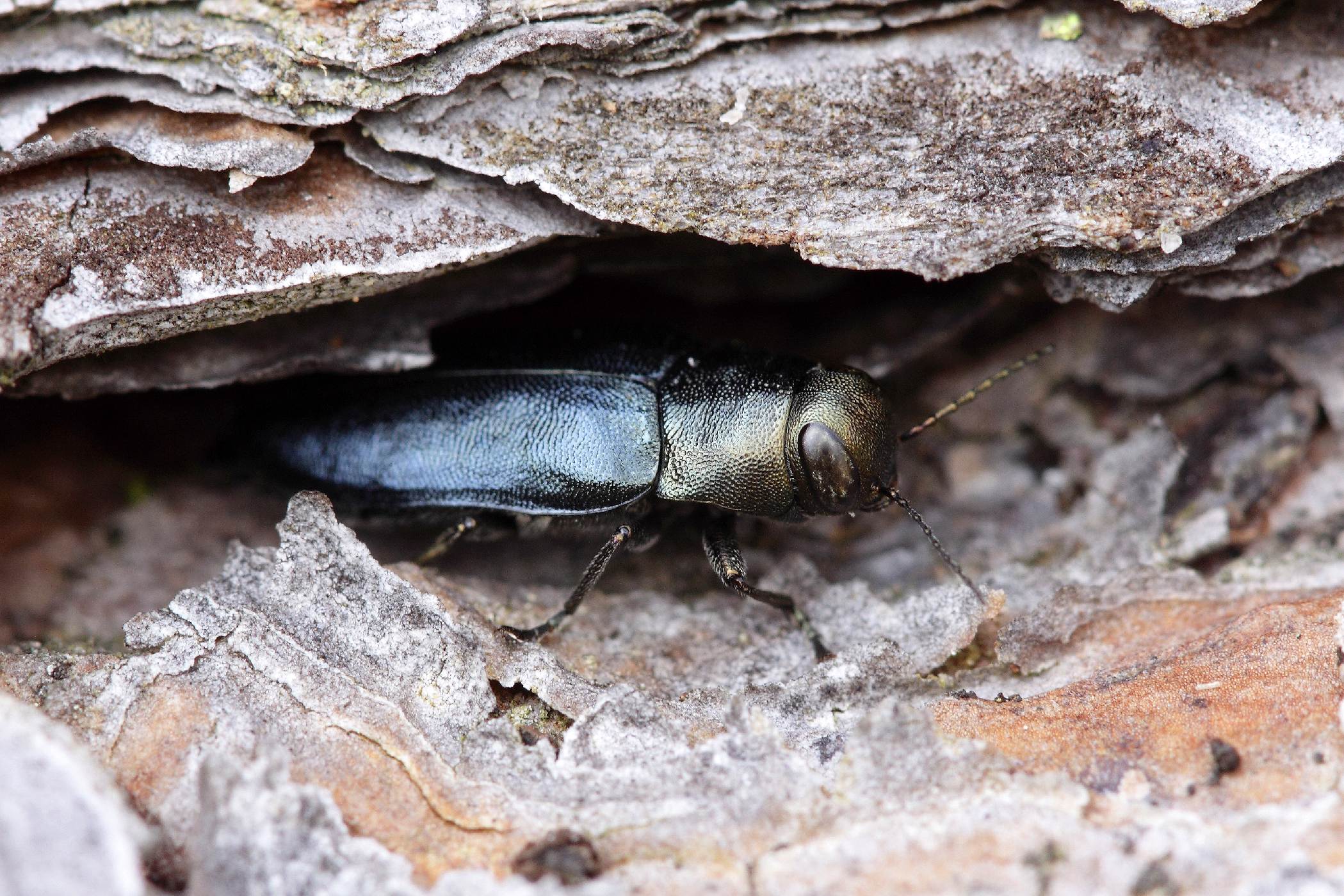 Krasec borový (Phaenops cyanea)