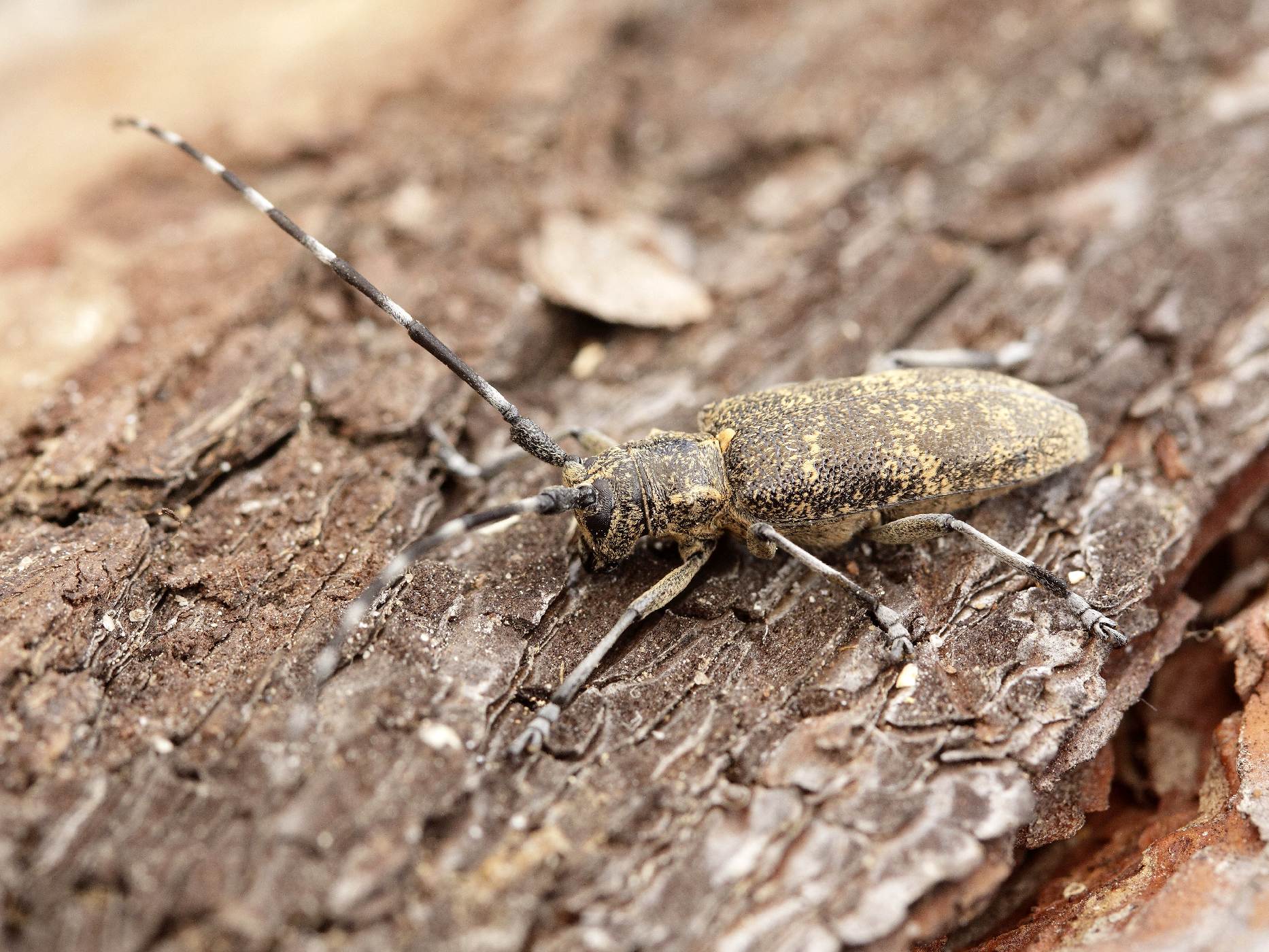 Kozlíček sosnový (Monochamus galloprovincialis pistor)