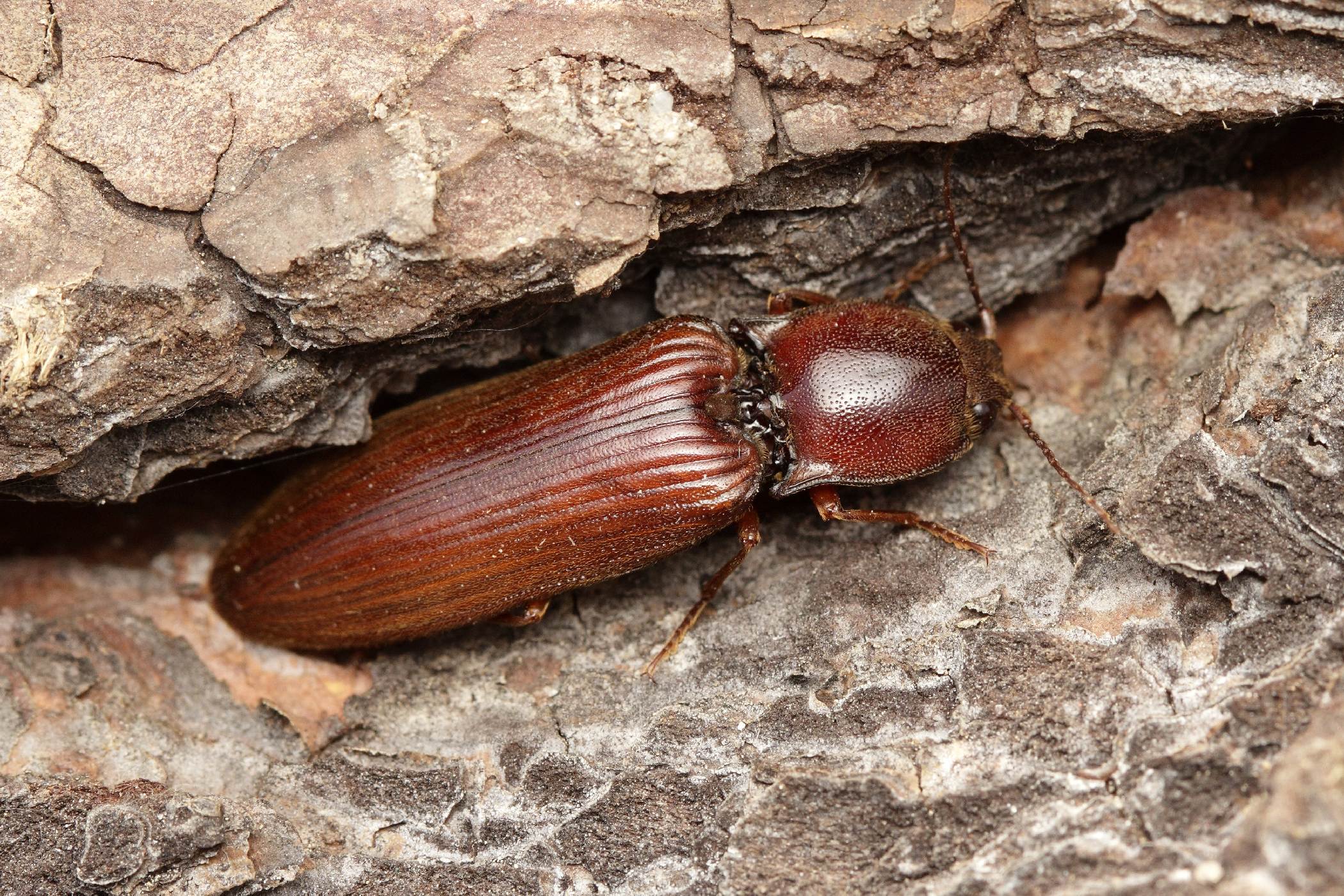 Kovařík červený (Stenagostus rufus)