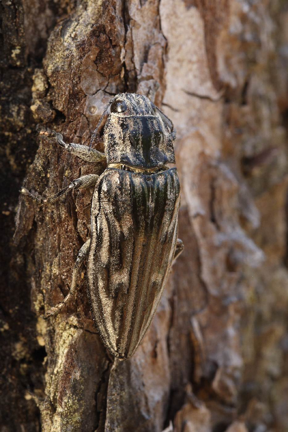 Krasec měďák (Chalcopora mariana)