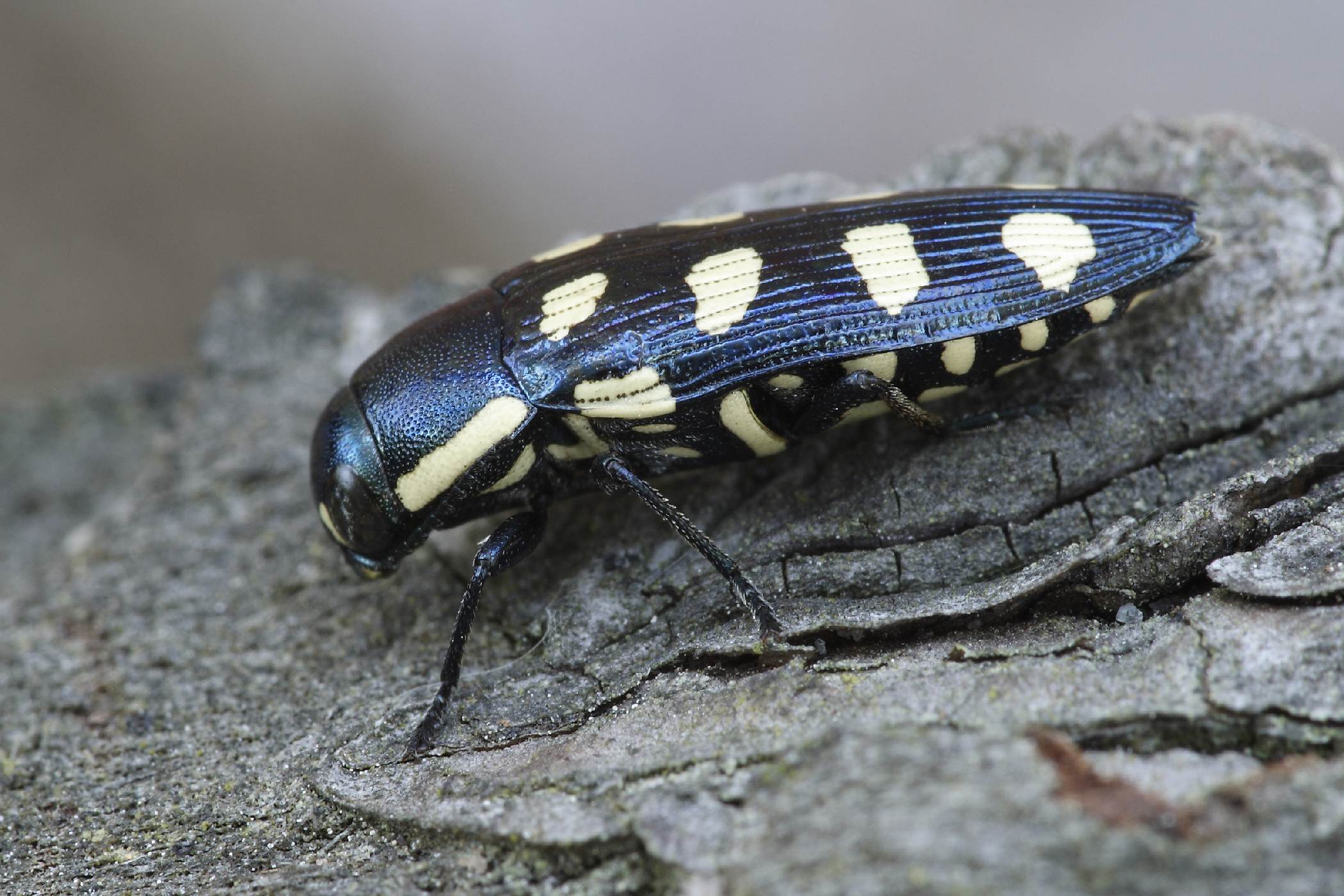Krasec osmiskvrnný (Buprestis octoguttata)