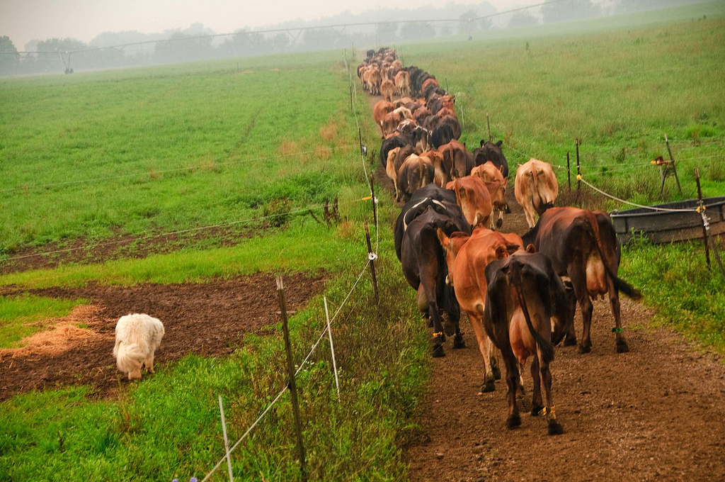 Krávy na farmě