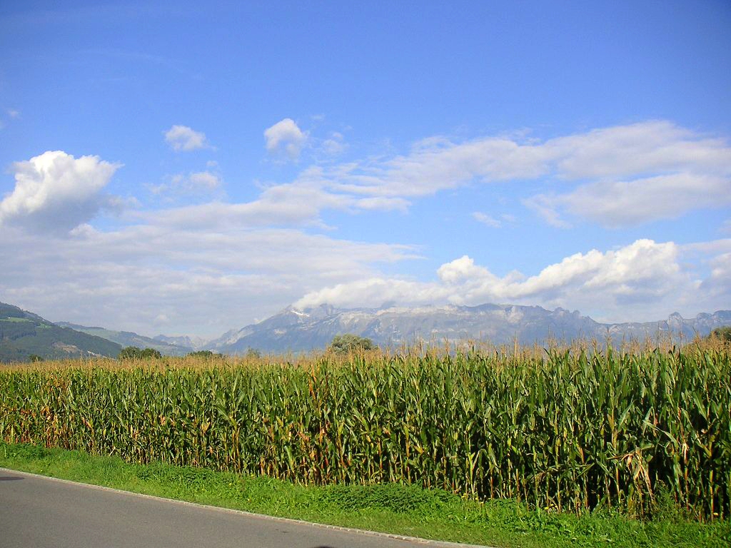 Kukuřičné pole