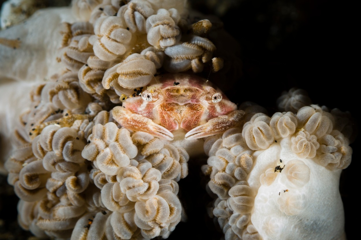 Crab in Soft Coral