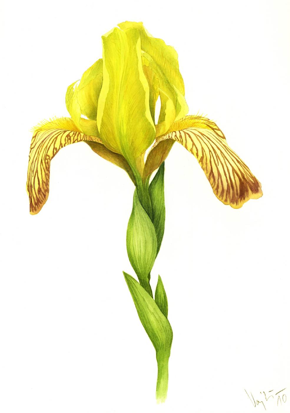 Kosatec různobarvý (Iris variegata)
