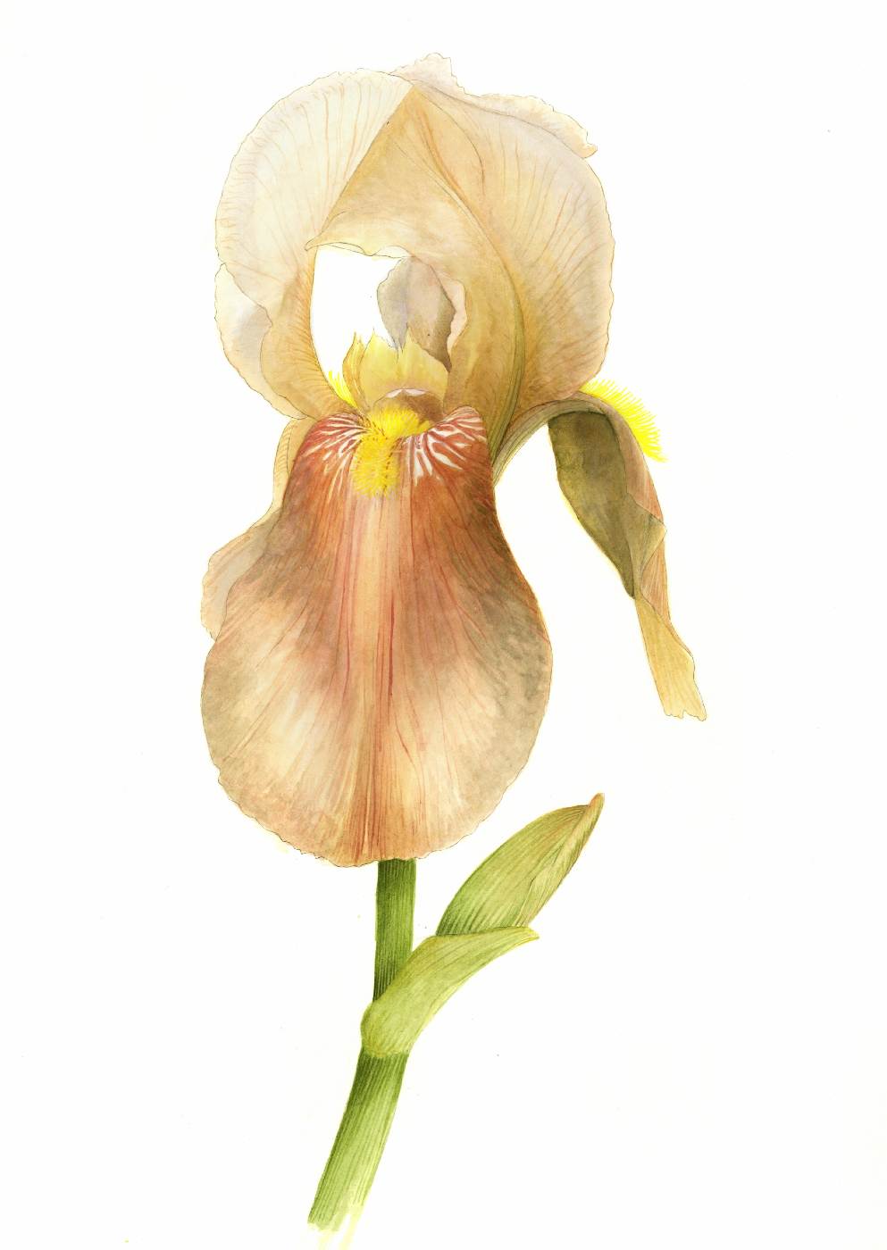 Kosatec bradatý (Iris barbata)