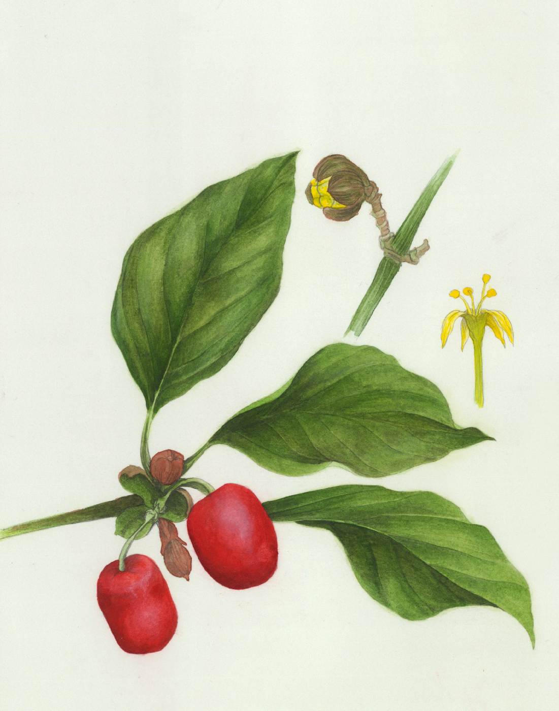 Dřín obecný (Cornus mas)