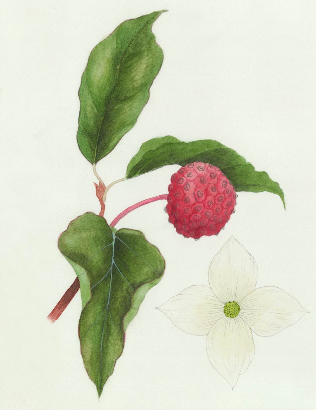 Dřín japonský (Cornus kousa)