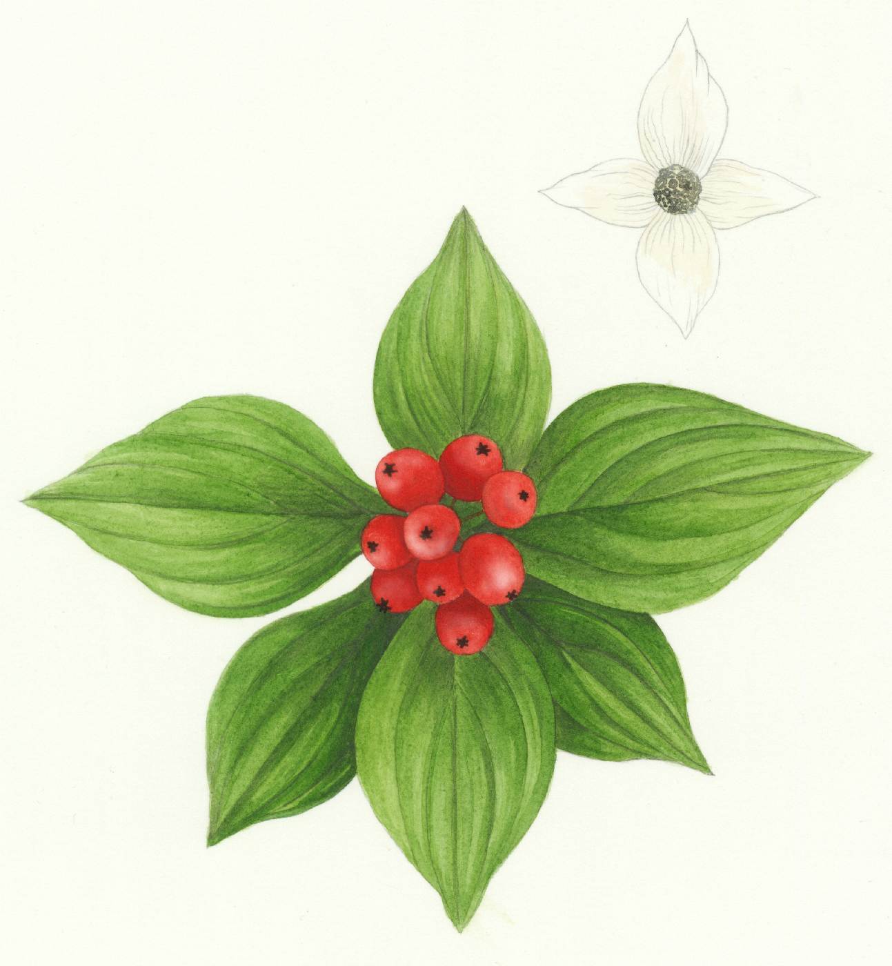 Dříneček kanadský (Cornus canadensis)