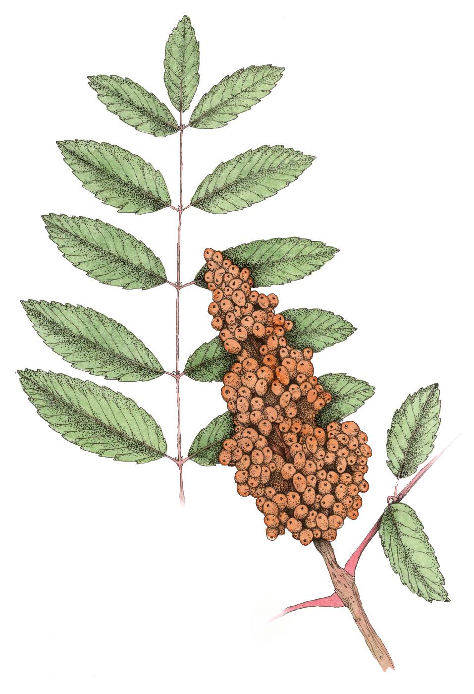 Škumpa koželužská (Rhus coriaria)