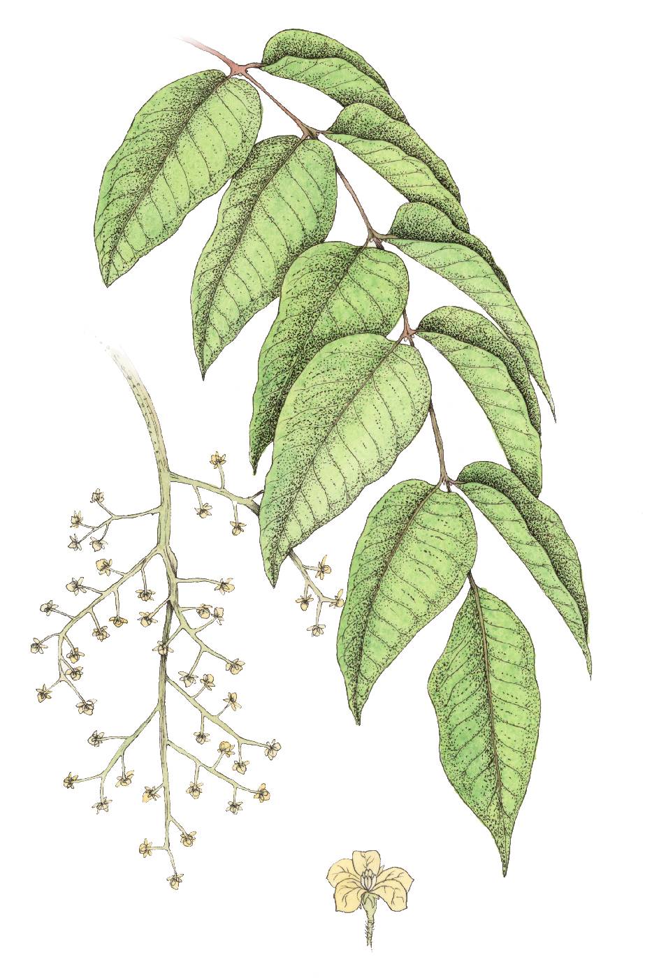 Škumpa lakodárná (Rhus verniciflua syn. Toxicodendron verniciflua)