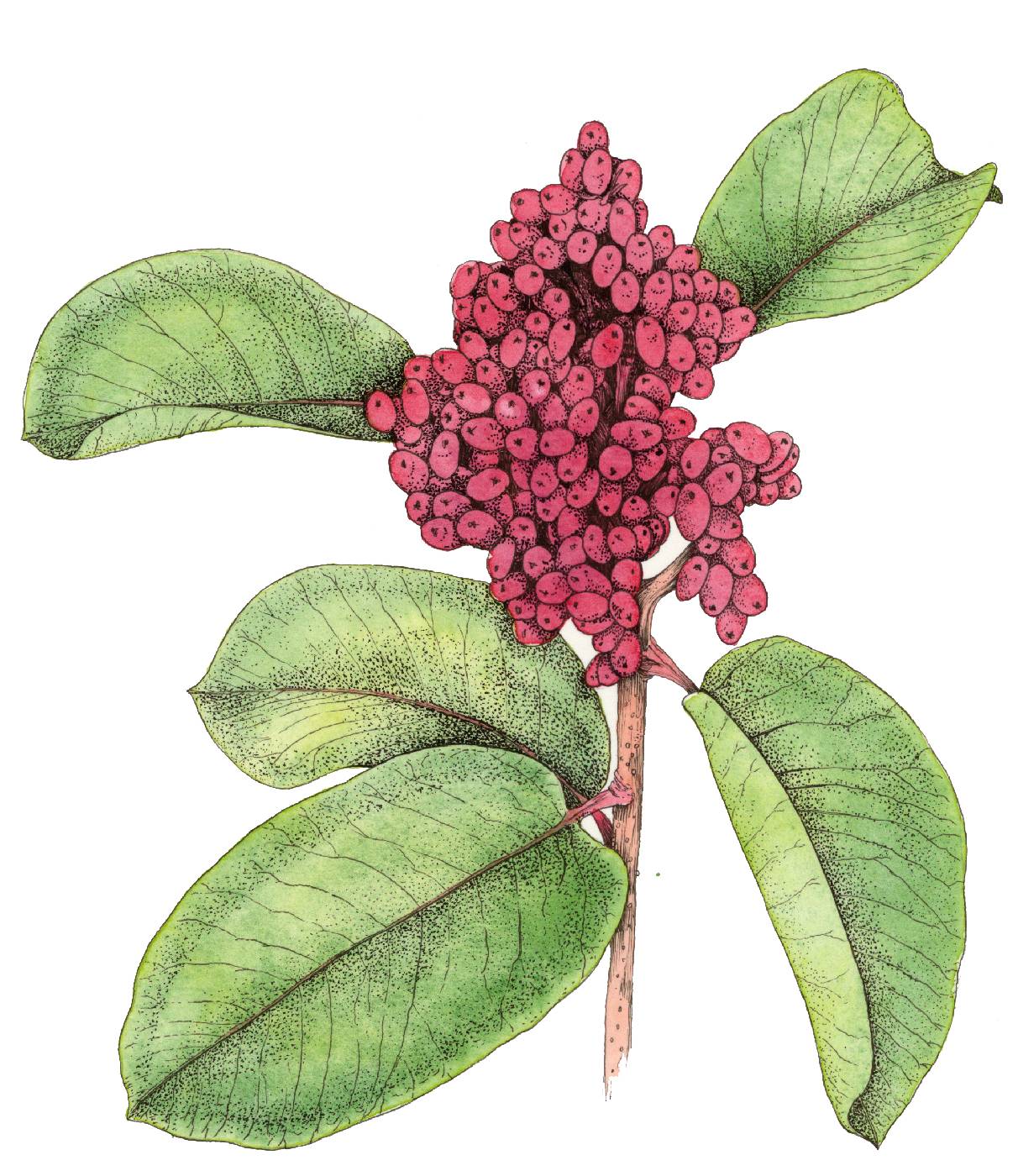 Škumpa oválná (Rhus ovata)