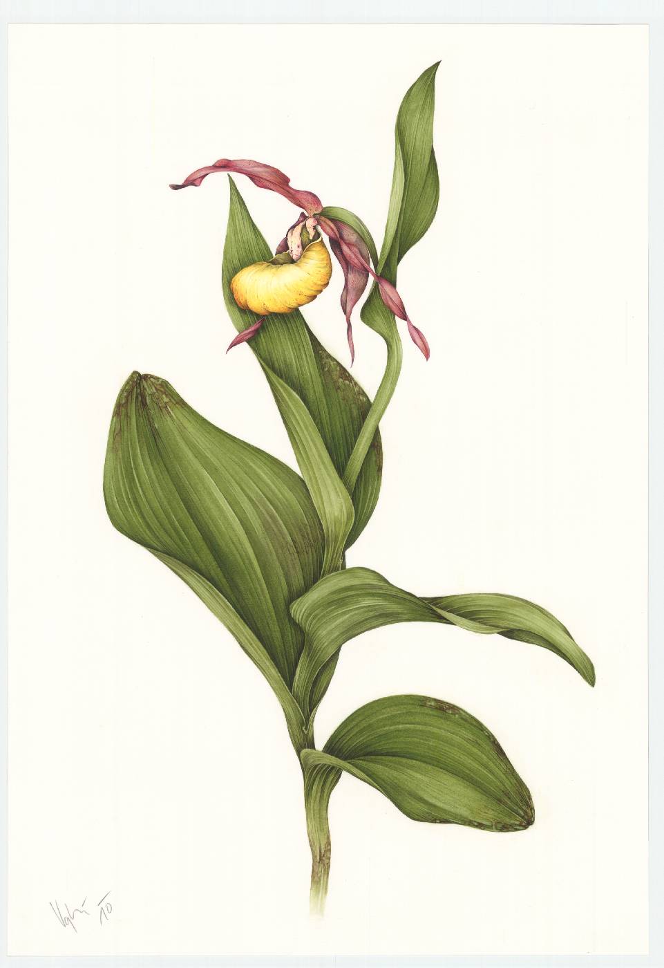 Střevíčník pantoflíček (Cypripedium calceolus)