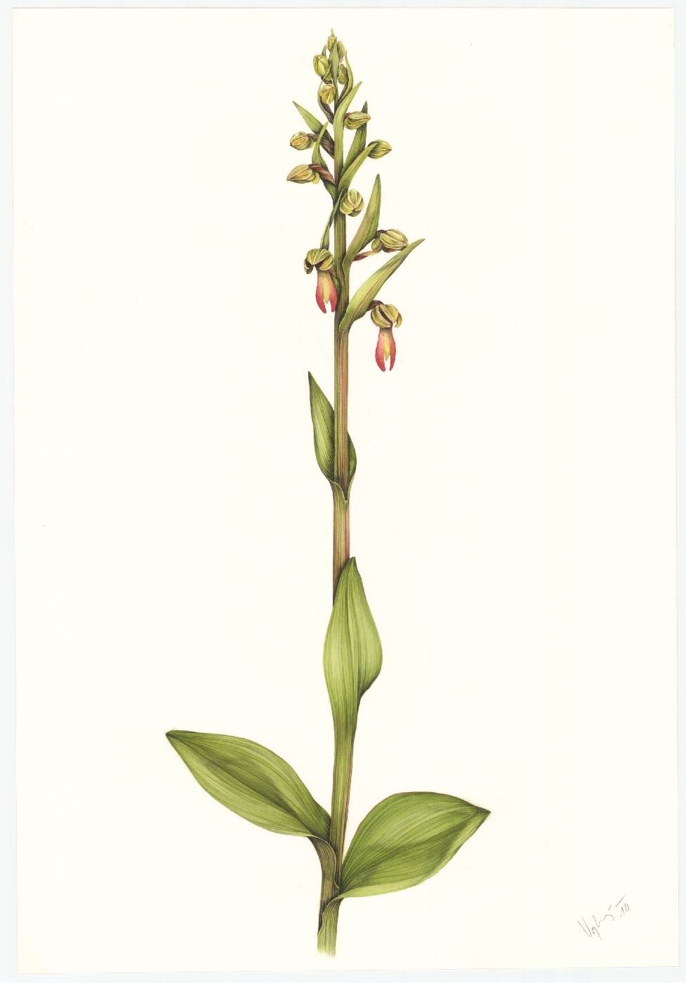 Vemeníček zelený (Coeloglossum viride)