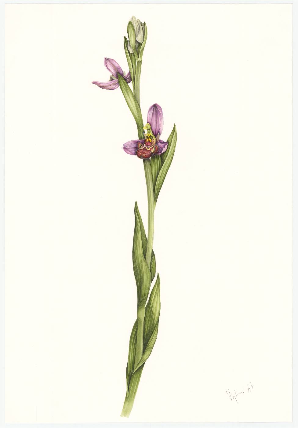 Tořič včelonosný (Ophrys apifera)
