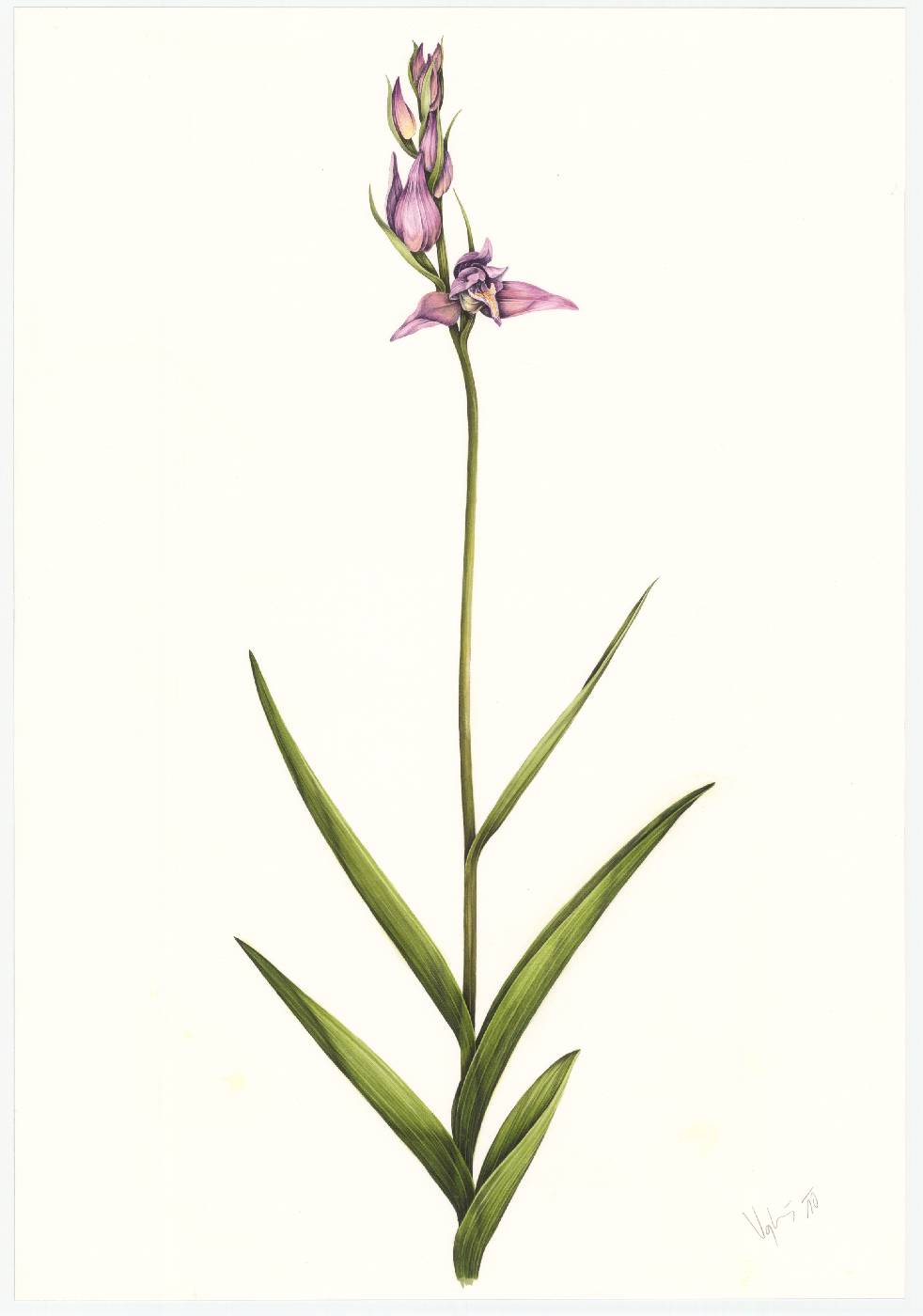 Okrotice červená (Cephalanthera rubra)