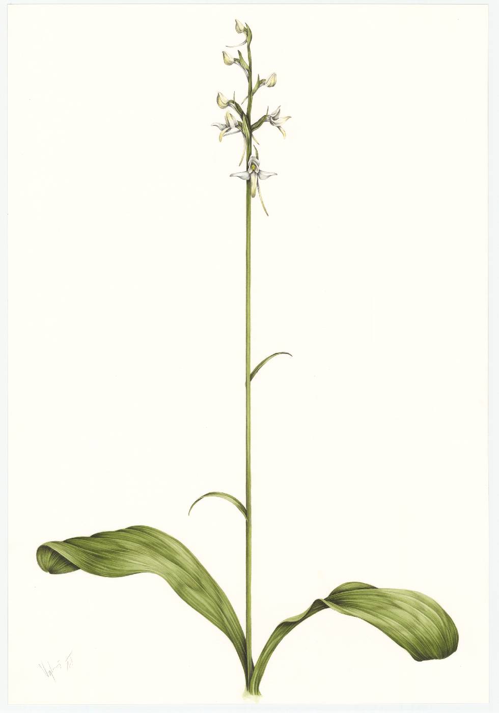 Vemeník dvoulistý (Platanthera bifolia)