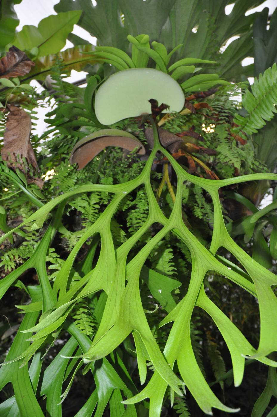 Platycerium coronarium