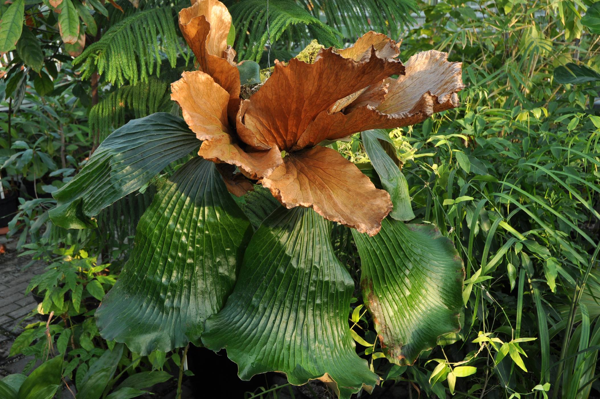 Platycerium elephantotis