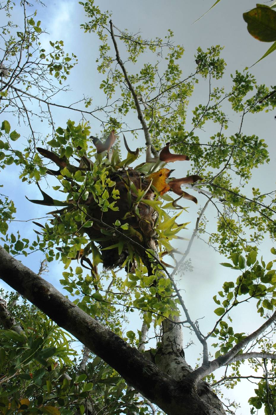 Platycerium elissii