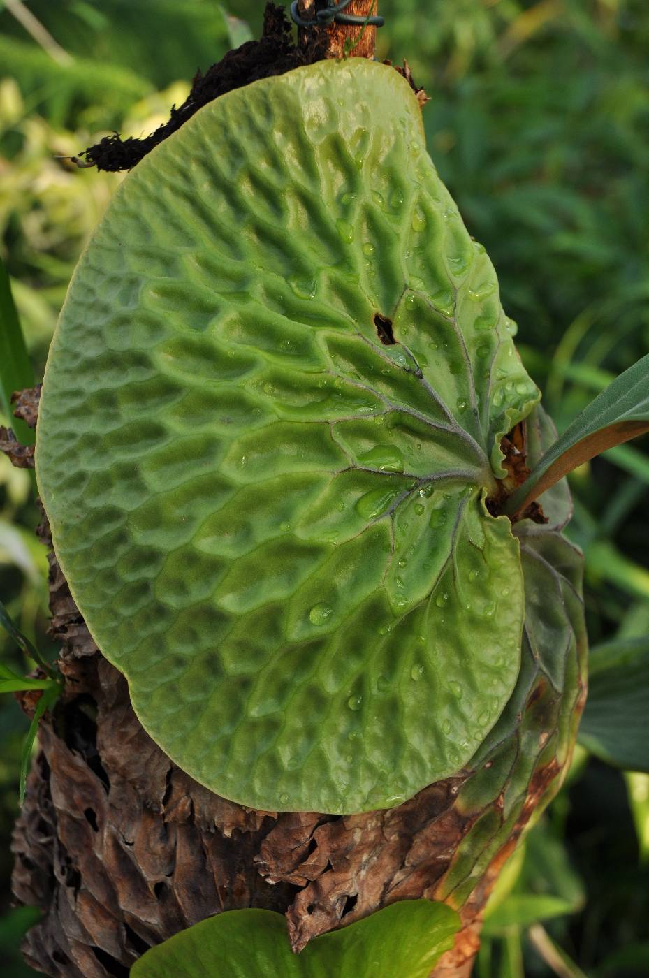 Platycerium madagascariense