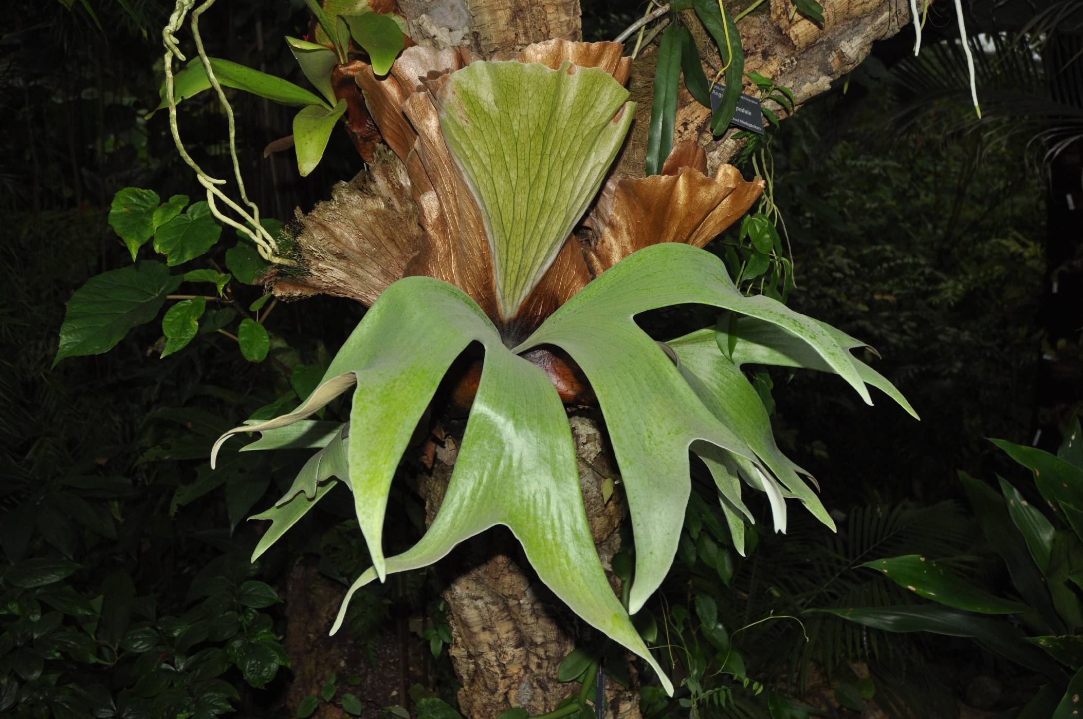 Platycerium stemmaria