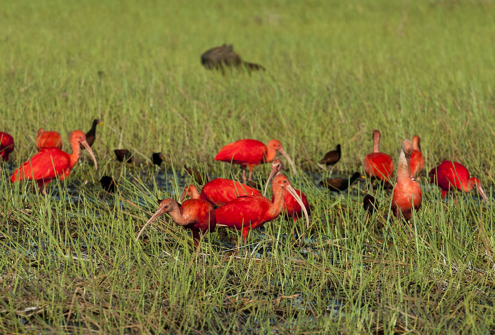 Jihoamerick Ibis Rud Krasavec V Nachov m H vu 100 1 Zahrani n 
