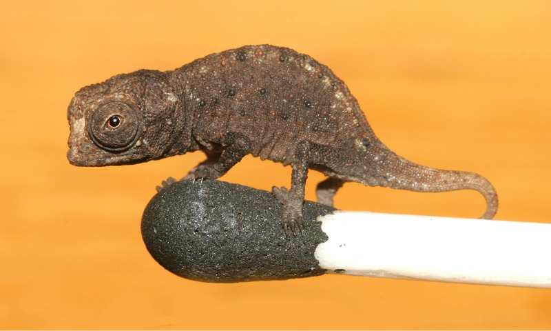 Brookesia micra