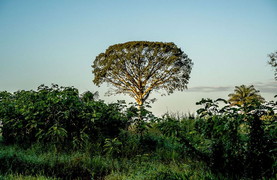 Ceiba pentandra