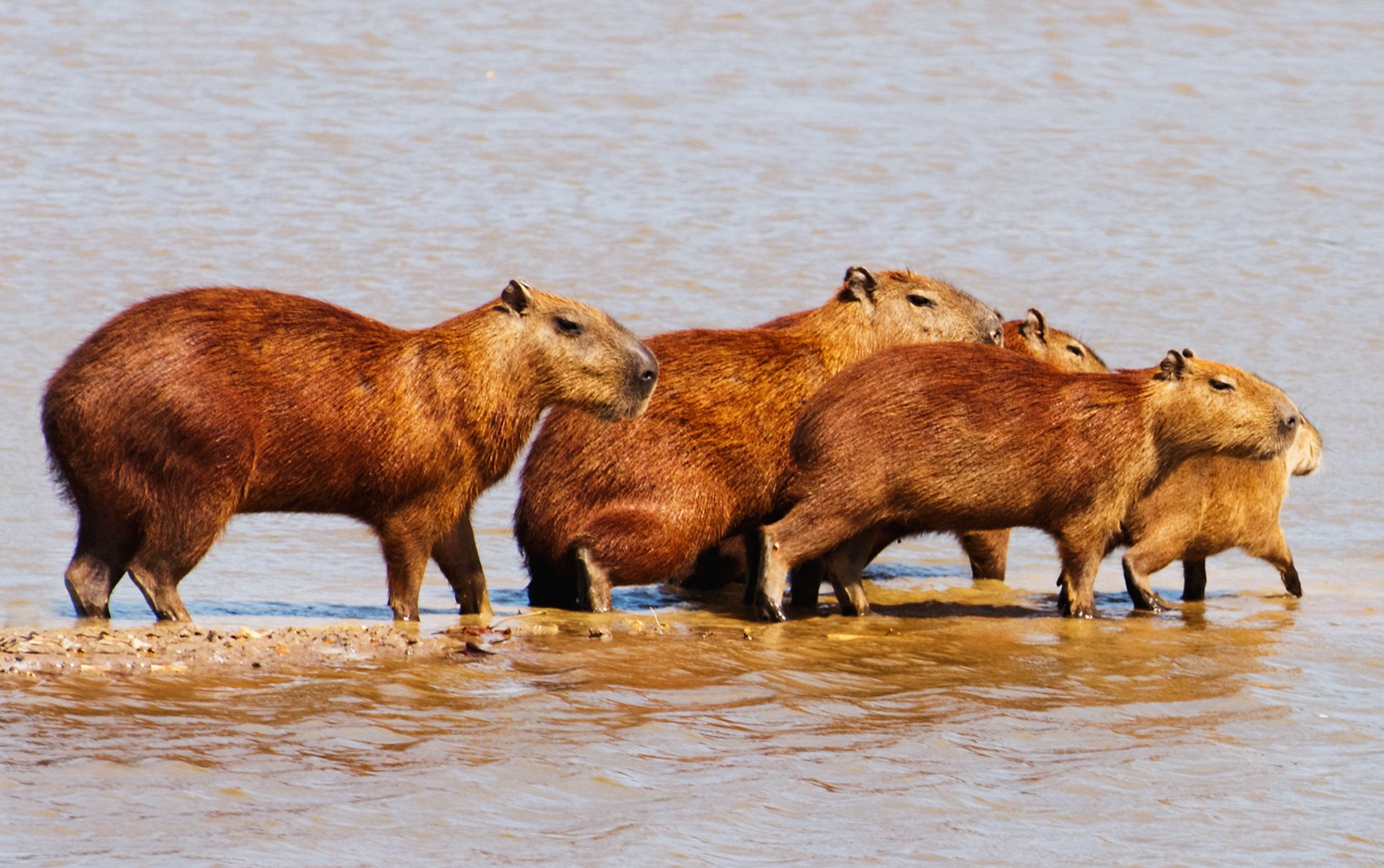 Unikátní hříčka přírody: Kapybary bílé jako padlý sníh | 100+1 ...