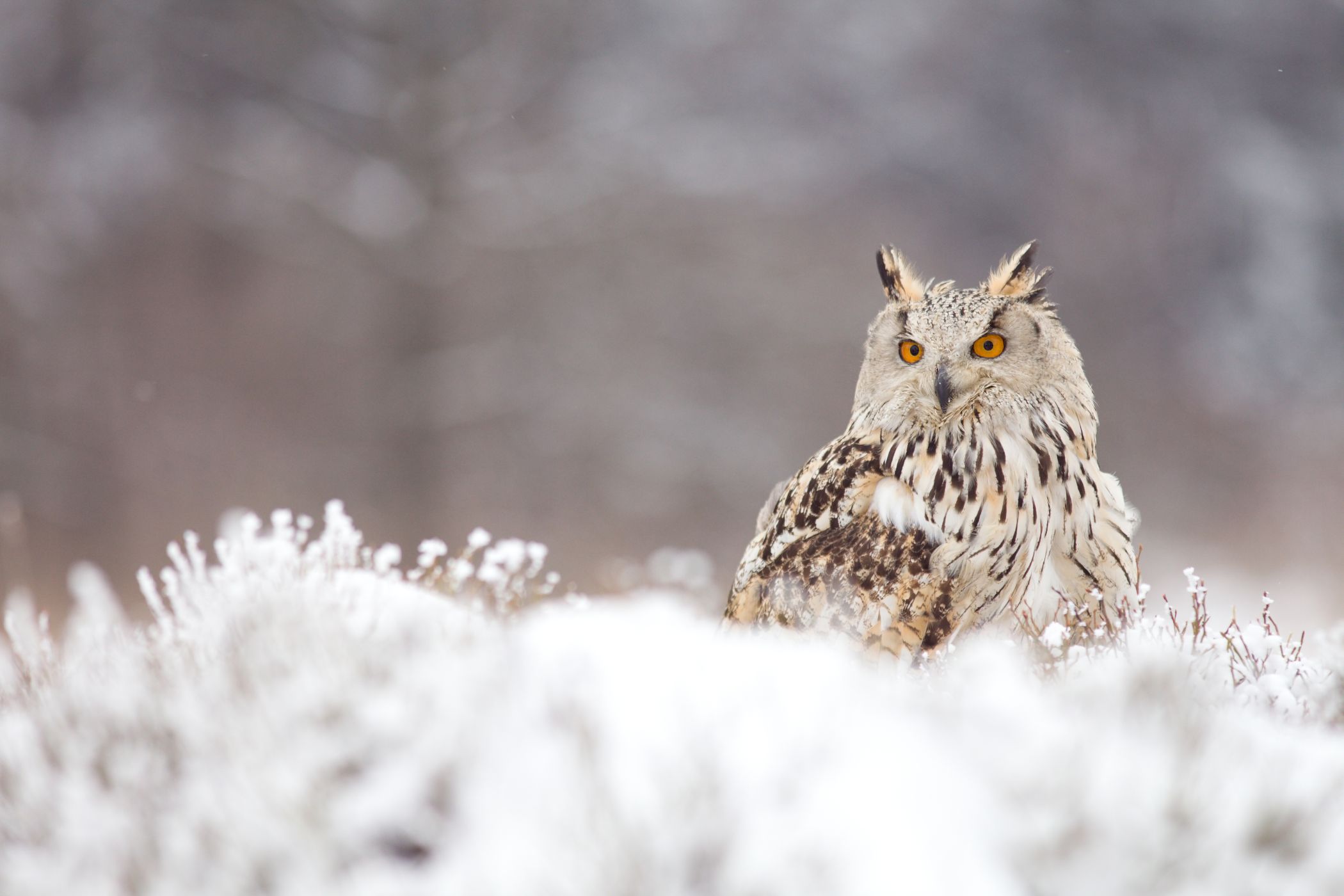 Opatrný výr velký Bázlivá orlí sova 100+1 zahraniční zajímavost