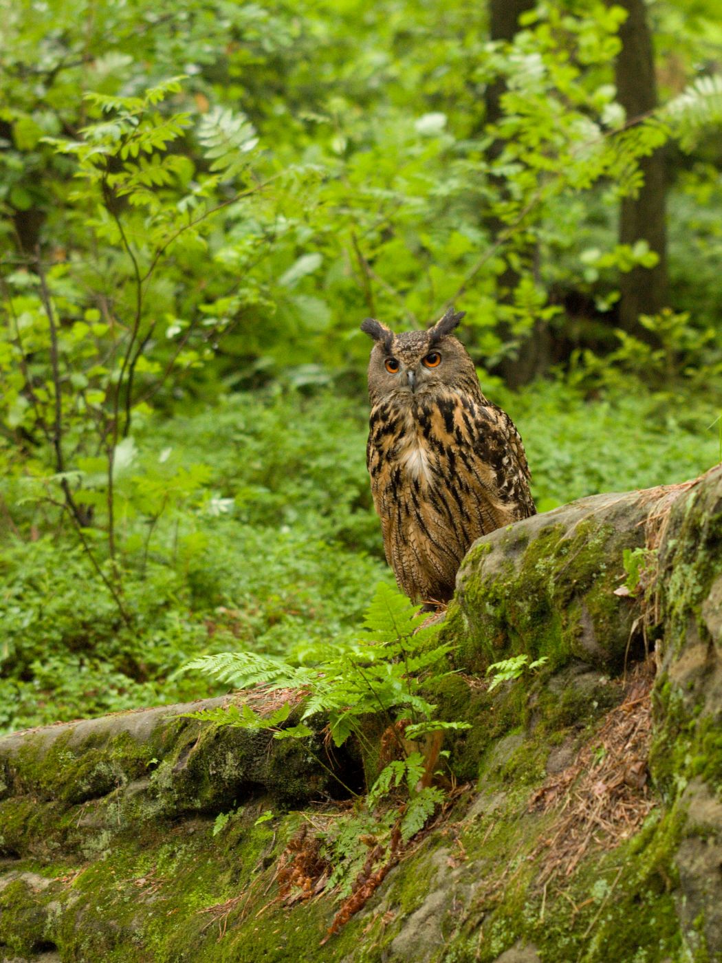 Opatrný výr velký Bázlivá orlí sova 100+1 zahraniční zajímavost